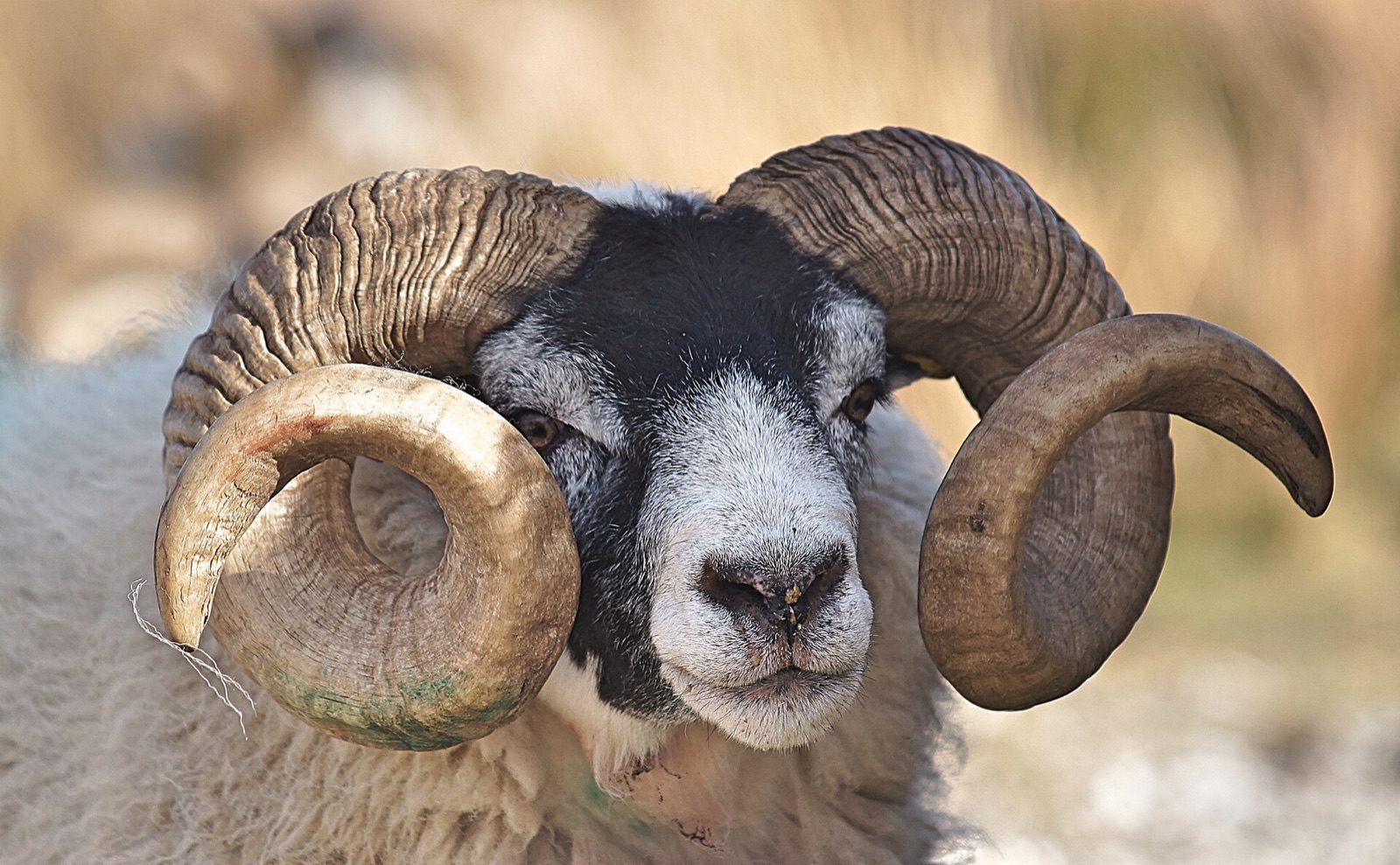 A horned ram looking at the camera